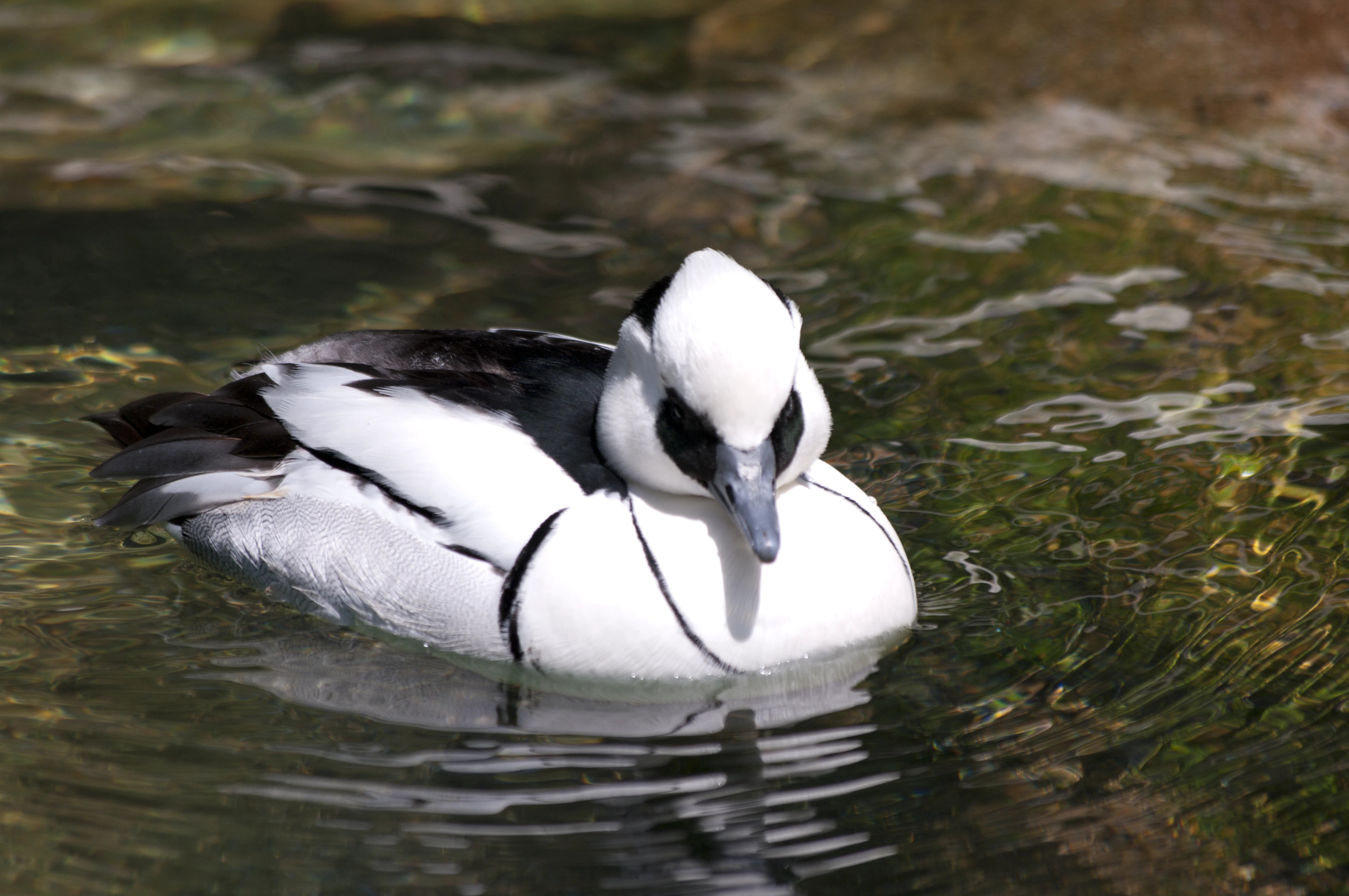 A smew duck with striking black-and-white plumage floating calmly on rippling green water
