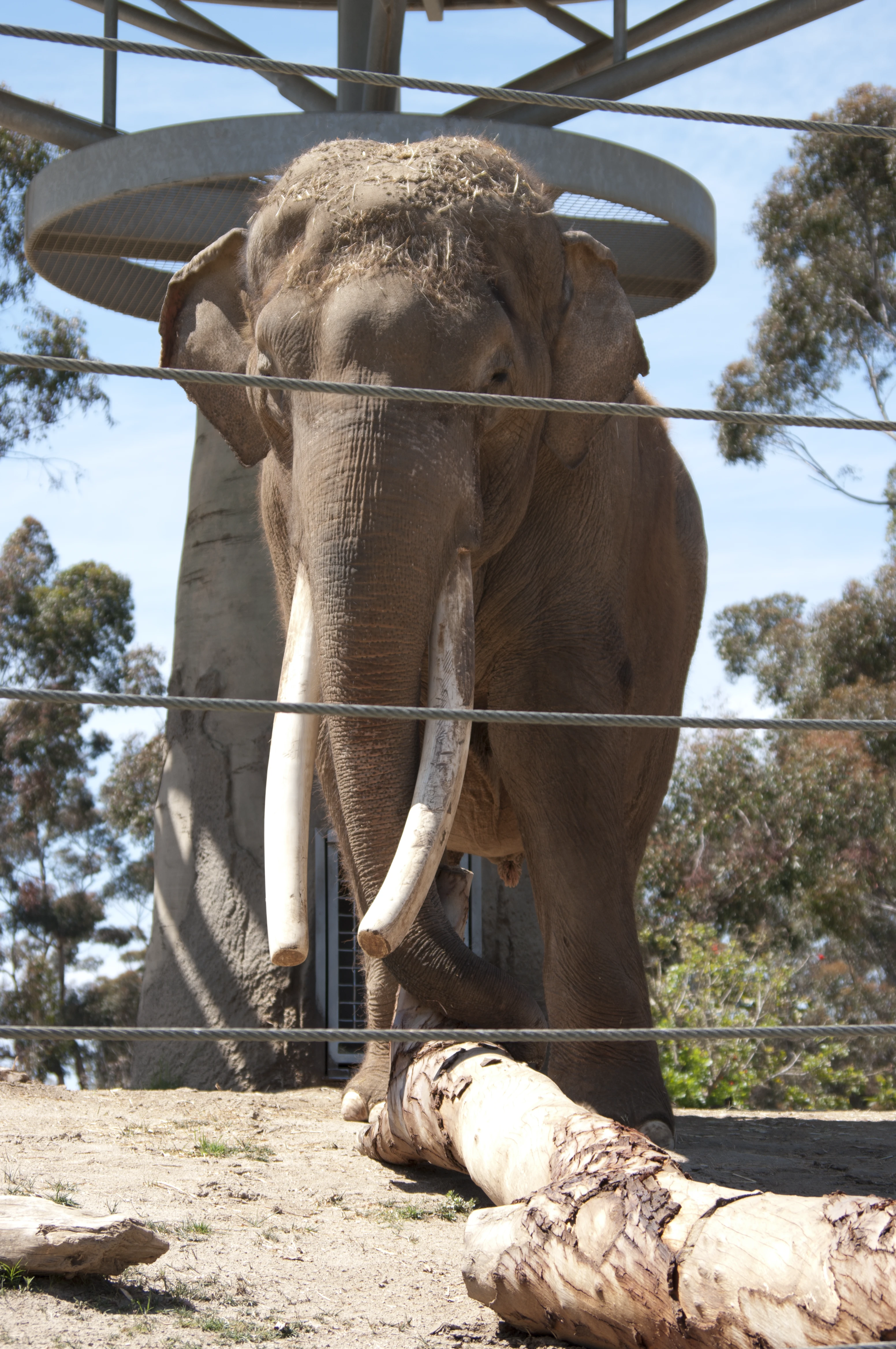 A large tusked elephant facing the camera head-on behind a wire fence, a circular overhead structure visible above it and blue sky in the background