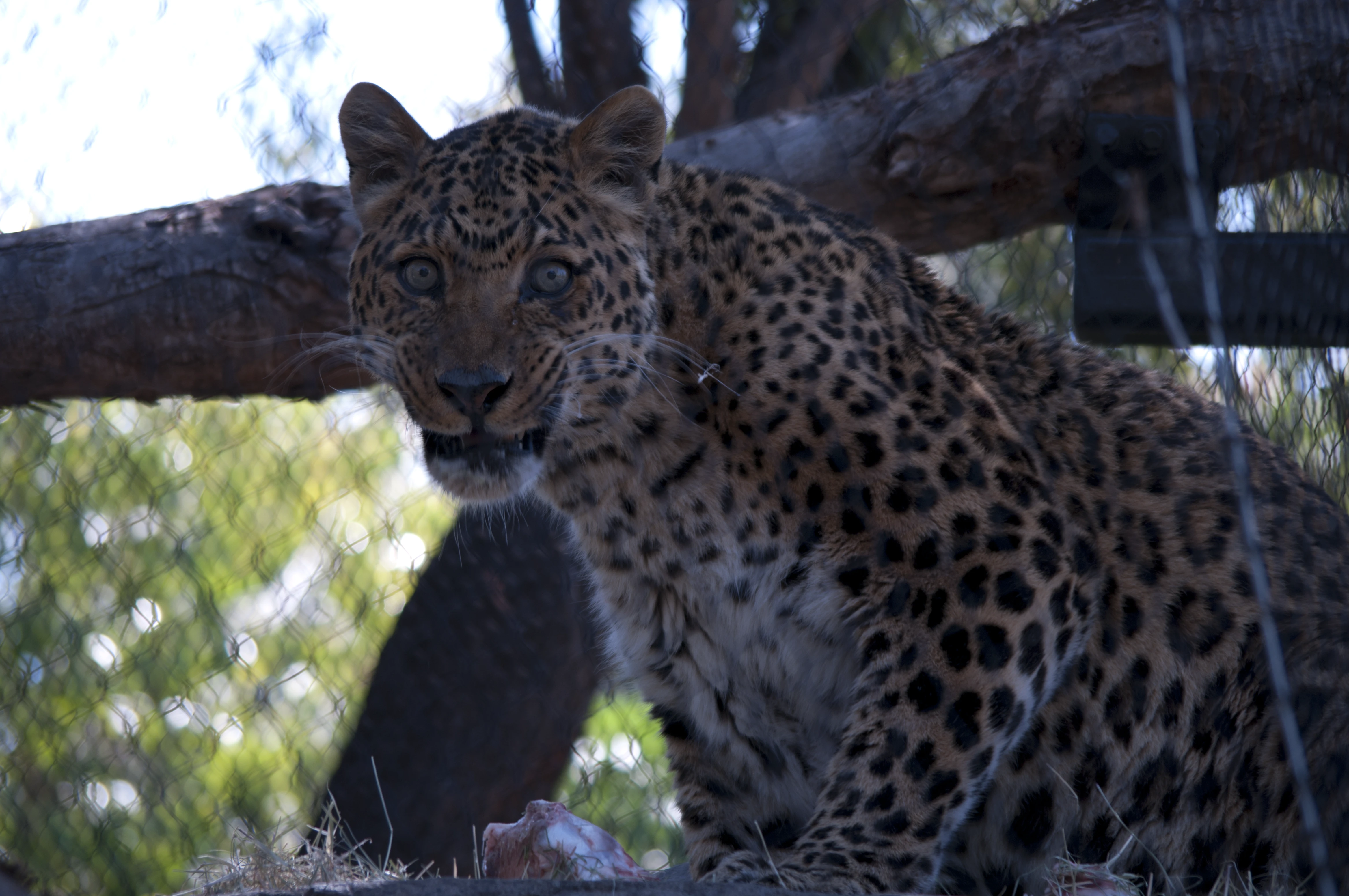 A leopard with vivid spotted coat resting in dappled shade and looking directly at the camera, a chain-link fence and trees visible behind it