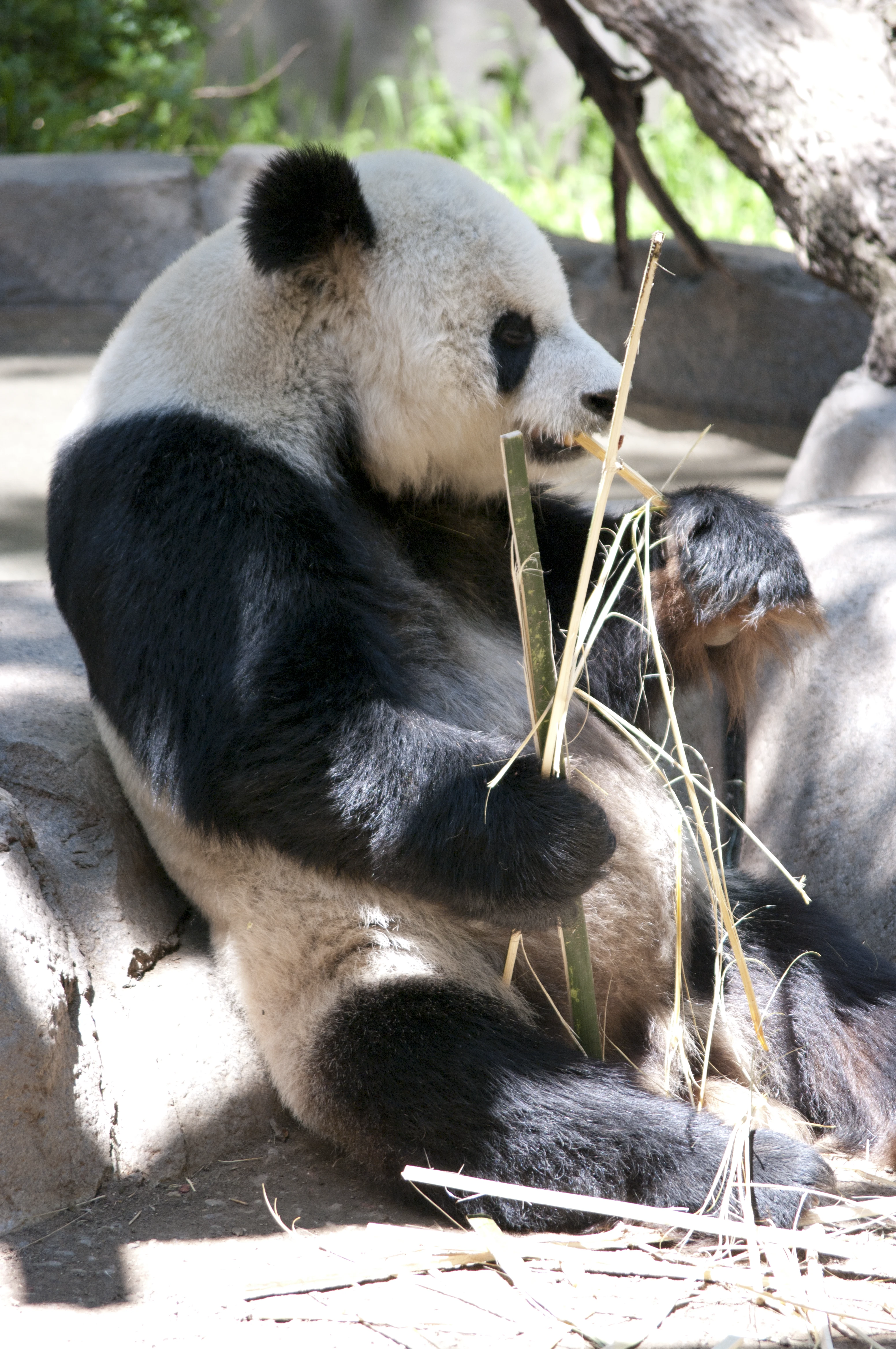 A giant panda sitting in dappled shade and chewing on a bamboo stalk, facing slightly to the left