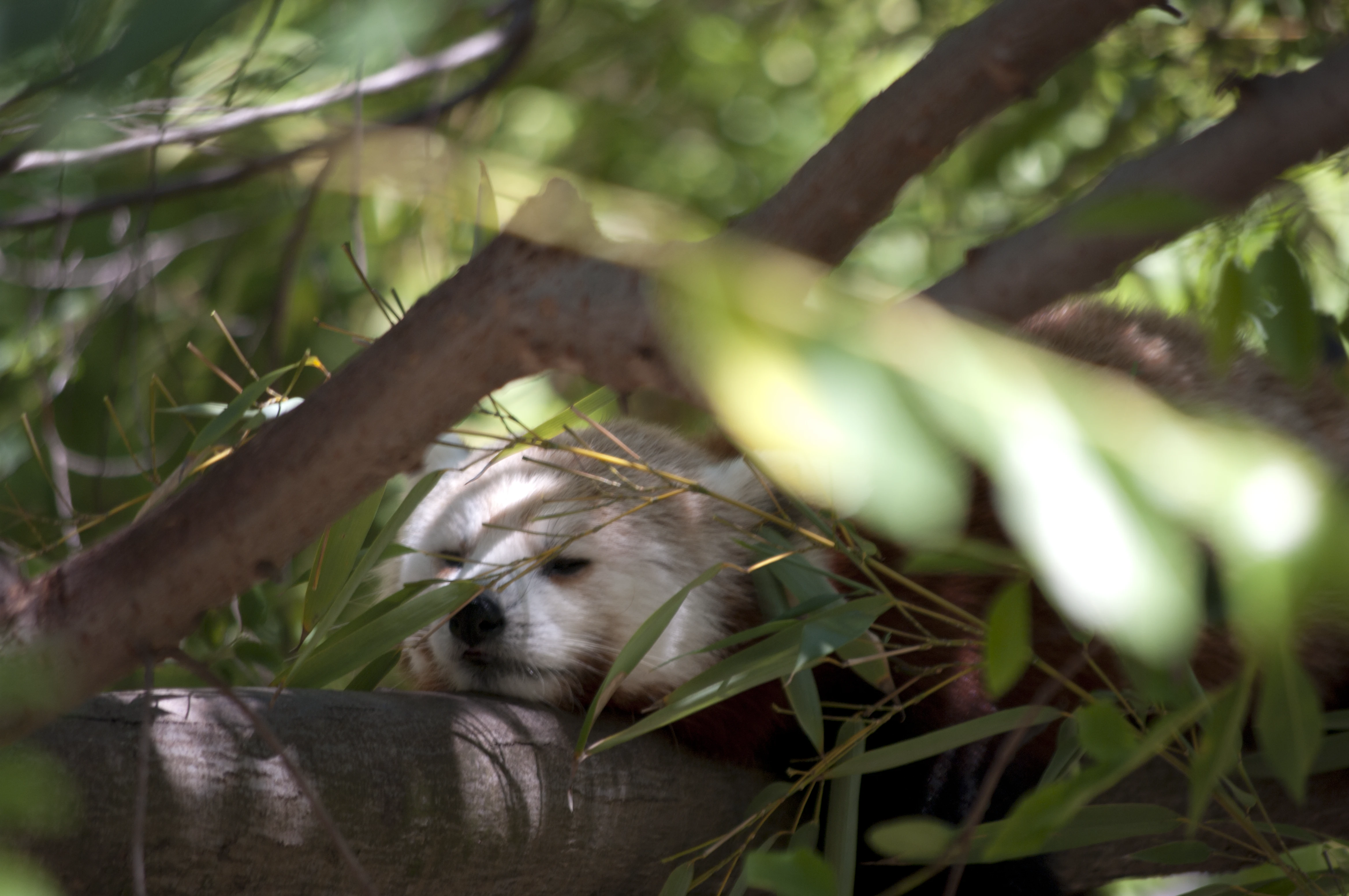 A red panda with white and rust-colored fur sleeping curled up on a tree branch, nearly hidden among dense green foliage